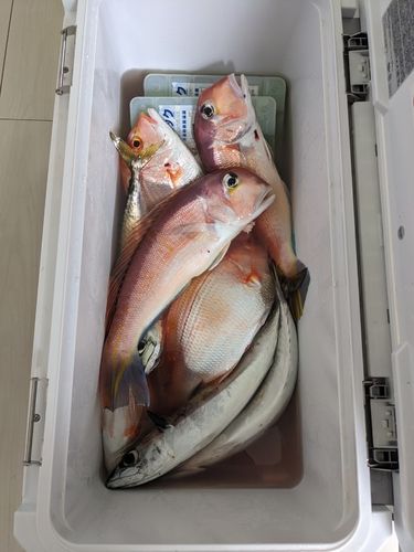 アマダイの釣果