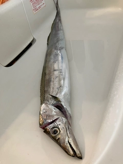 タチウオの釣果