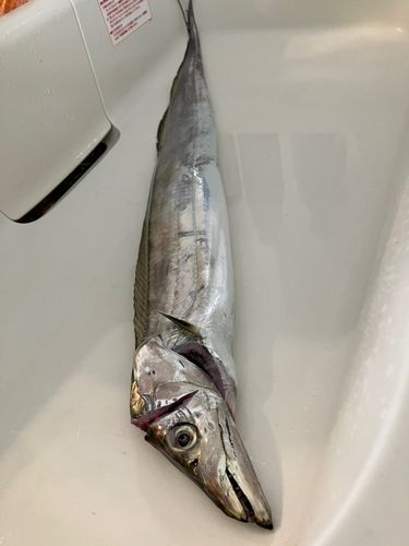タチウオの釣果