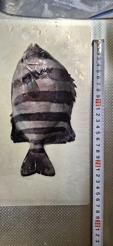 イシダイの釣果