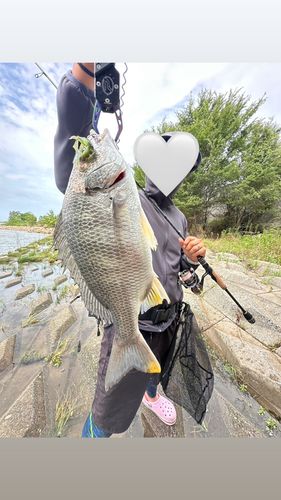 キビレの釣果