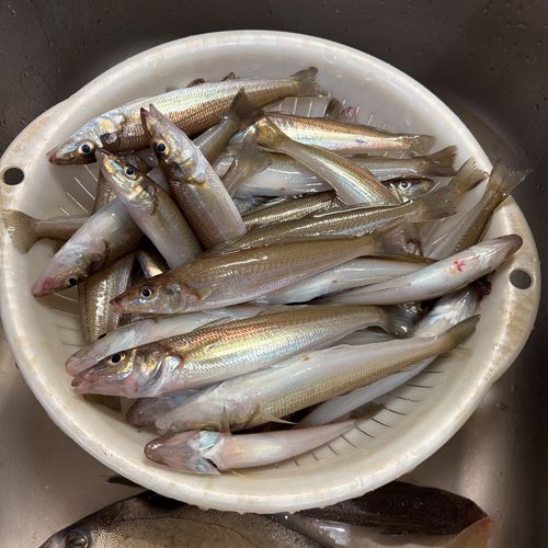 キスの釣果