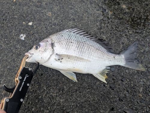 キビレの釣果