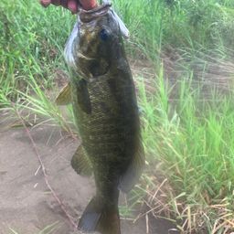 スモールマウスバス