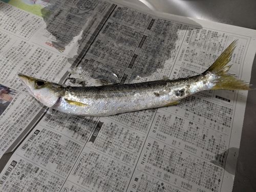 カマスの釣果