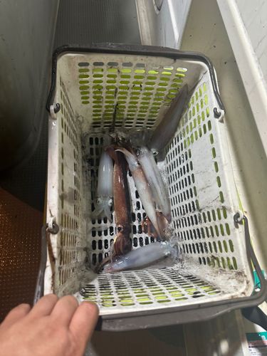 ケンサキイカの釣果