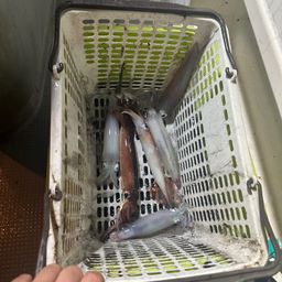 ケンサキイカ