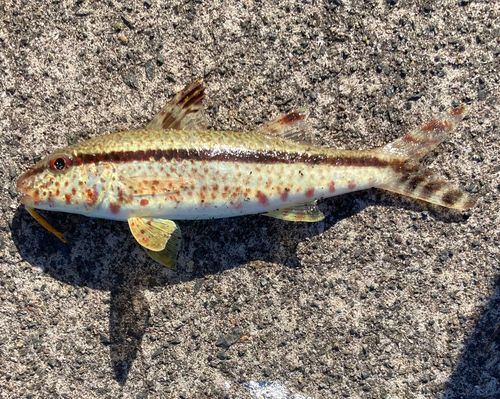 ヒメジの釣果