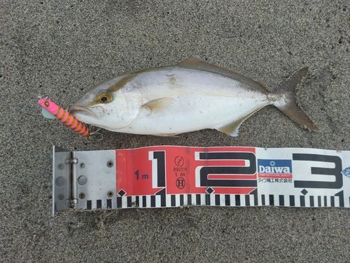 ショゴの釣果