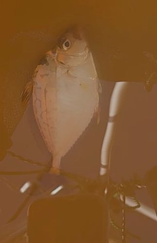 ヒイラギの釣果