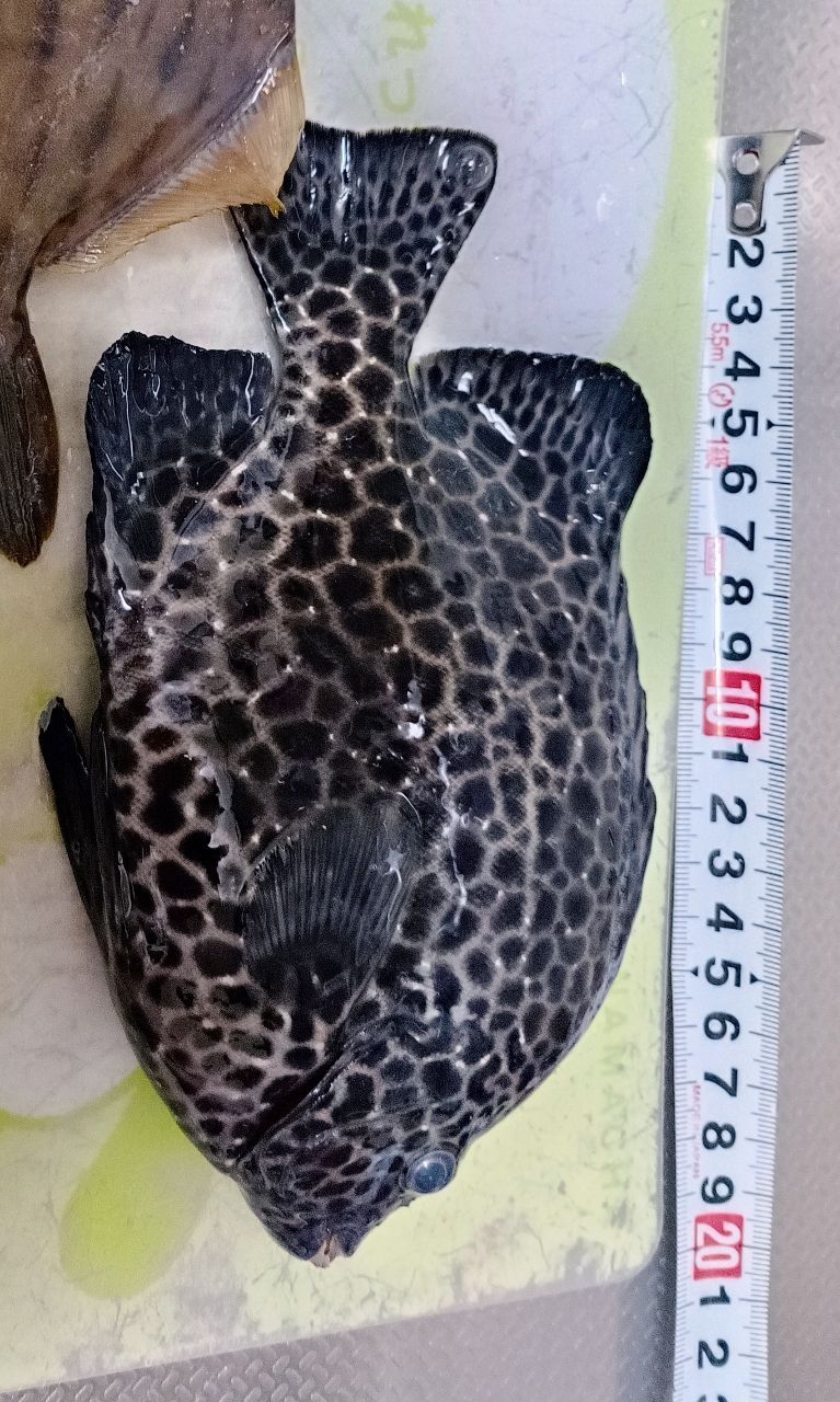 イシガキダイ