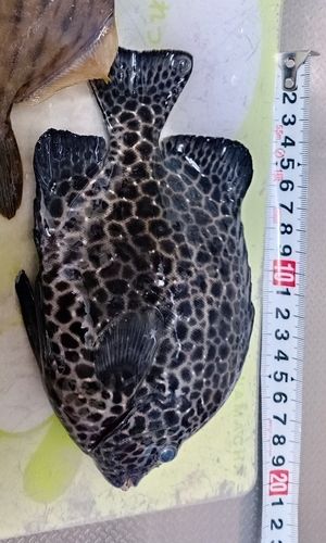 イシガキダイの釣果