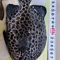 イシガキダイ