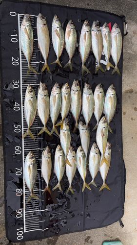 アジの釣果