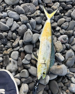 シイラの釣果