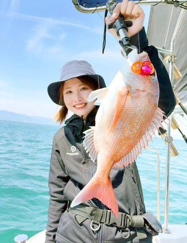 マダイの釣果