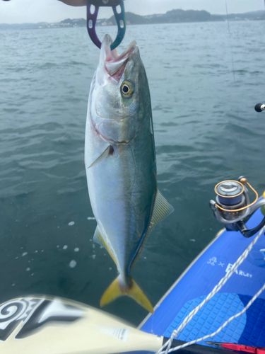 ワカシの釣果