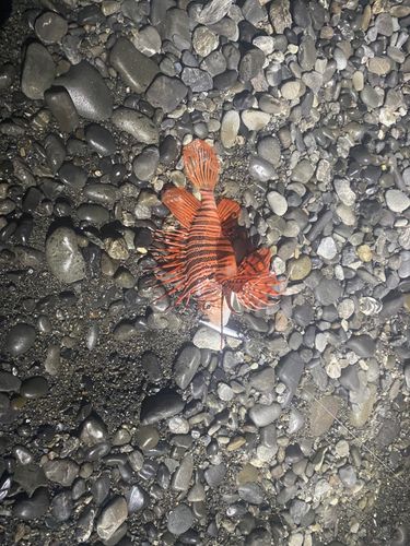 ミノカサゴの釣果