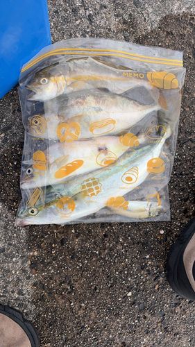ショゴの釣果