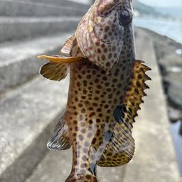 ノミノクチ