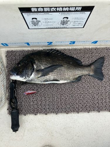 クロダイの釣果