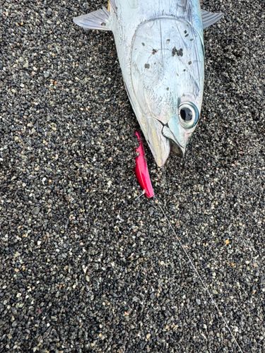 ソウダガツオの釣果