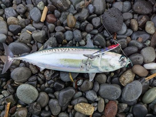 ソウダガツオの釣果