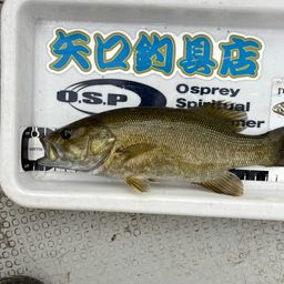 スモールマウスバス