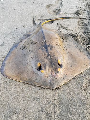 アカエイの釣果