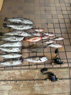 アラの釣果