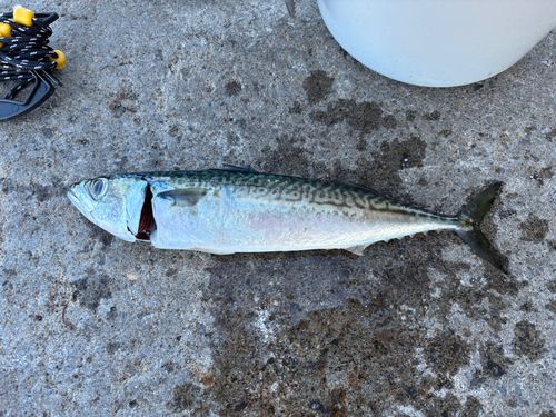 サバの釣果