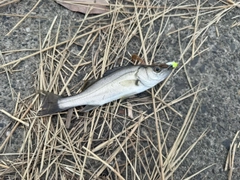 セイゴ(マルスズキ)の釣果