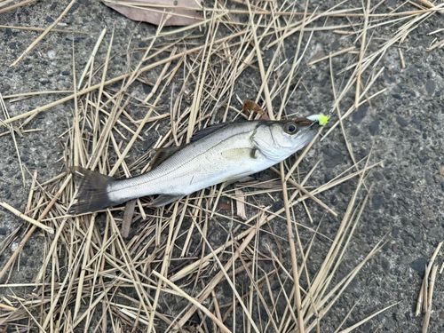 セイゴ（マルスズキ）の釣果