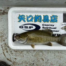 スモールマウスバス