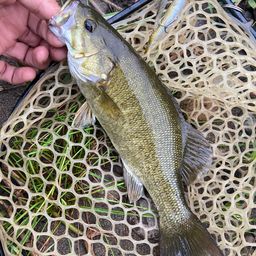 スモールマウスバス