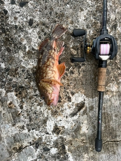 ガシラの釣果