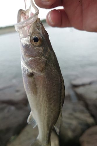 セイゴ（マルスズキ）