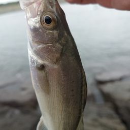 セイゴ（マルスズキ）