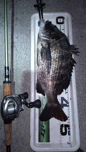 クロダイの釣果