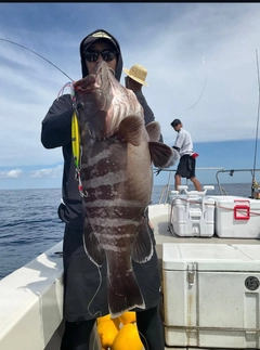 マハタの釣果