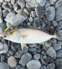 ショゴの釣果