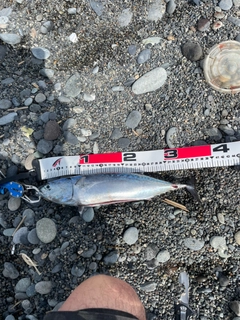 ソウダガツオの釣果
