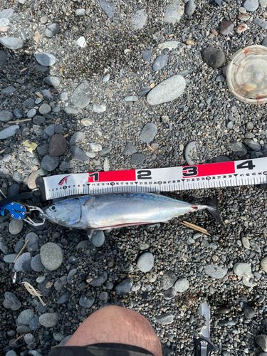 ソウダガツオの釣果