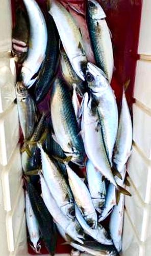 サバの釣果