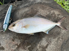 ネリゴの釣果