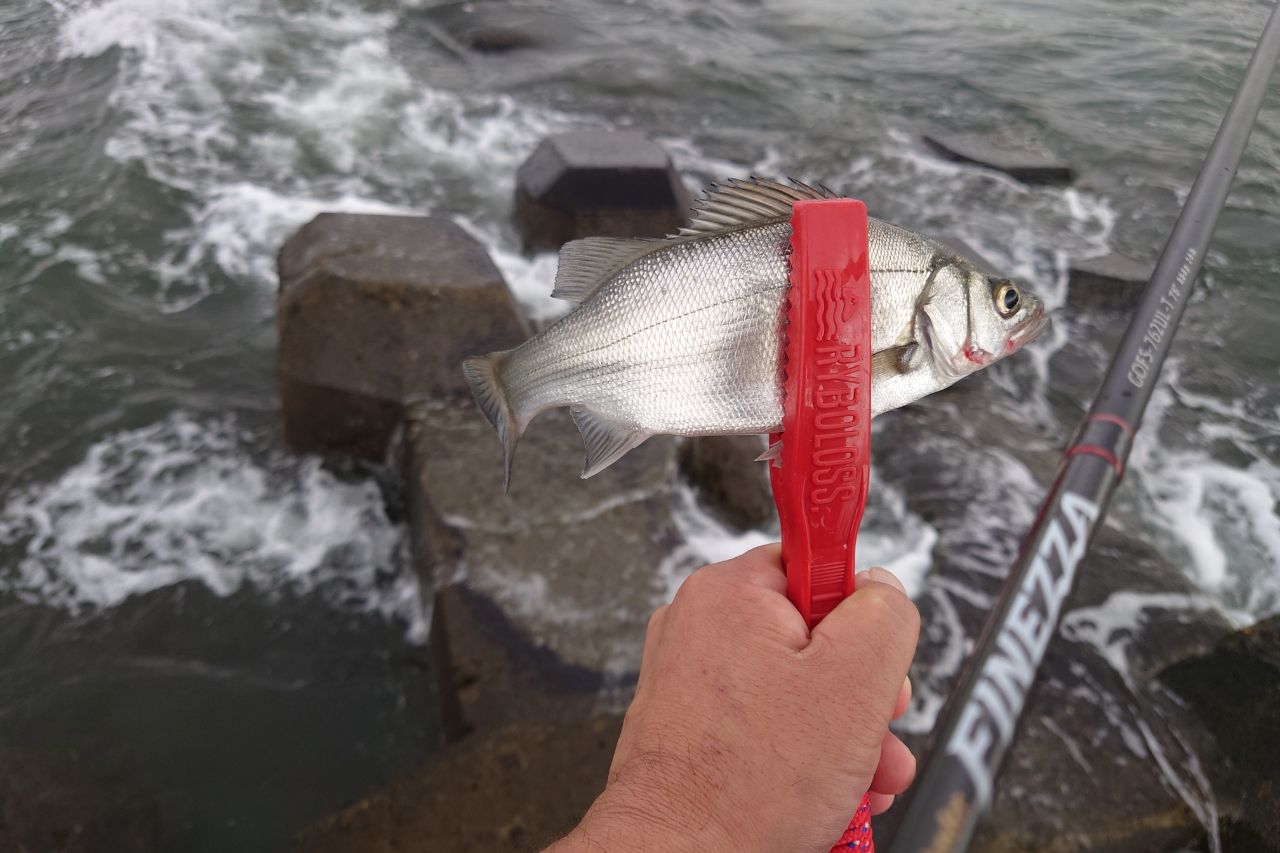 セイゴ（ヒラスズキ）