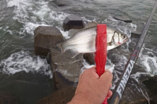 セイゴ（ヒラスズキ）