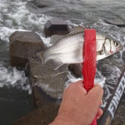 セイゴ（ヒラスズキ）