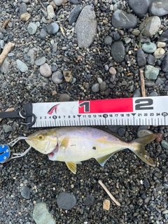 ショゴの釣果