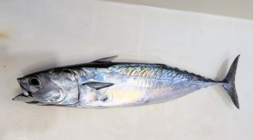 ソウダガツオの釣果